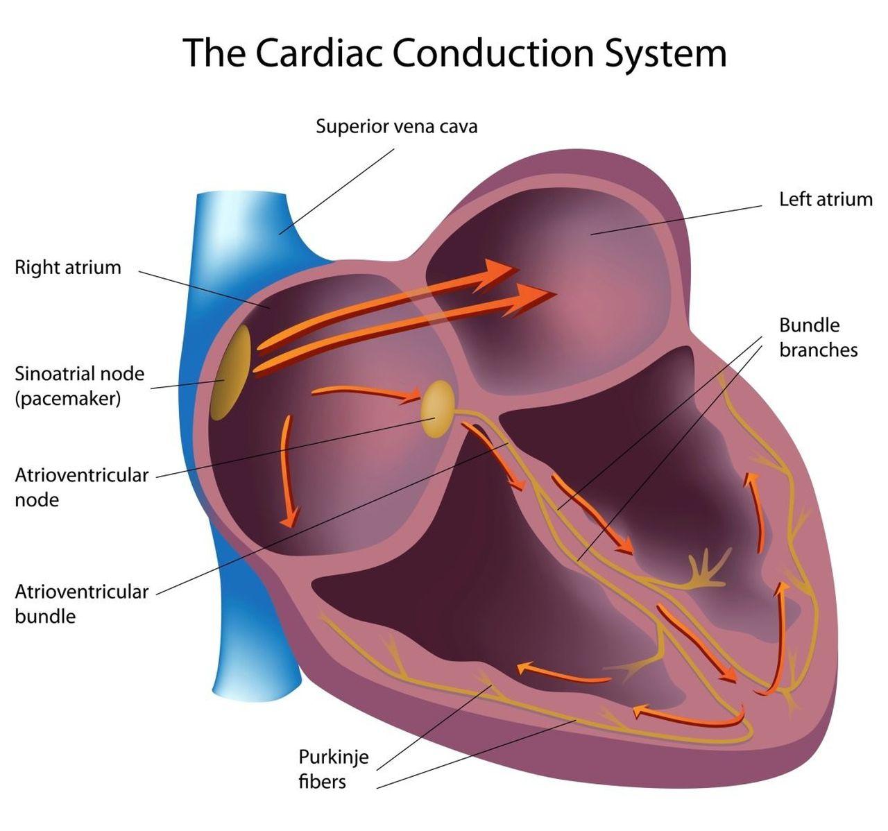 What Are The Shockable Rhythms (and Why)?